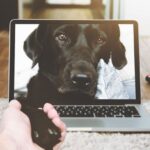 Pet Tech - Macbook Pro Displaying Black Adult Labrador Retriever