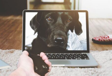 Pet Tech - Macbook Pro Displaying Black Adult Labrador Retriever
