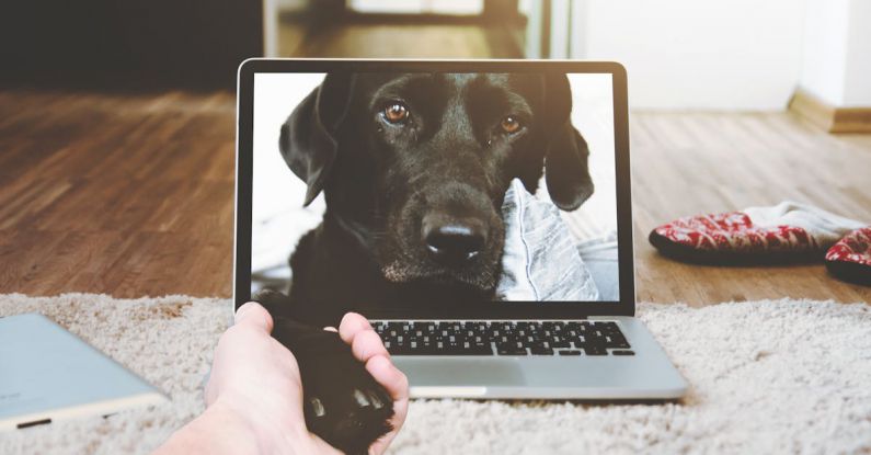 Pet Tech - Macbook Pro Displaying Black Adult Labrador Retriever