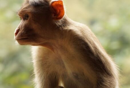 Features - Brown Monkey